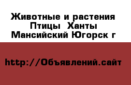 Животные и растения Птицы. Ханты-Мансийский,Югорск г.